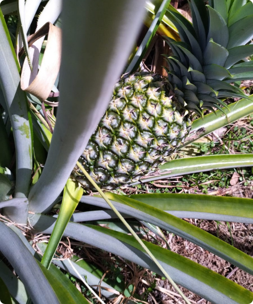 Ananas