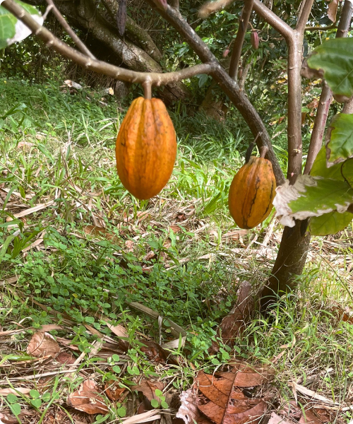 Cacaotier