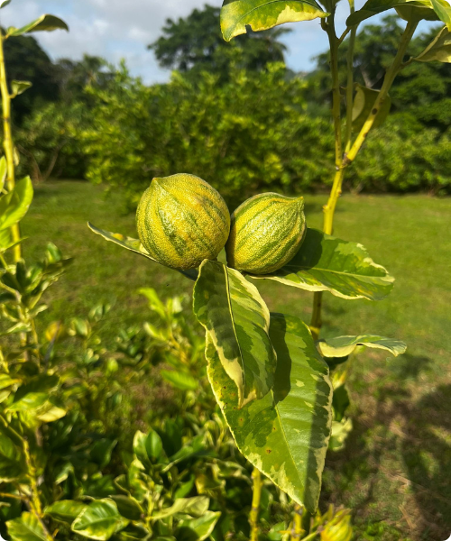 Citron panaché