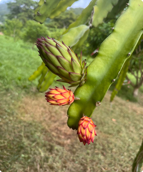 Fruit du dragon