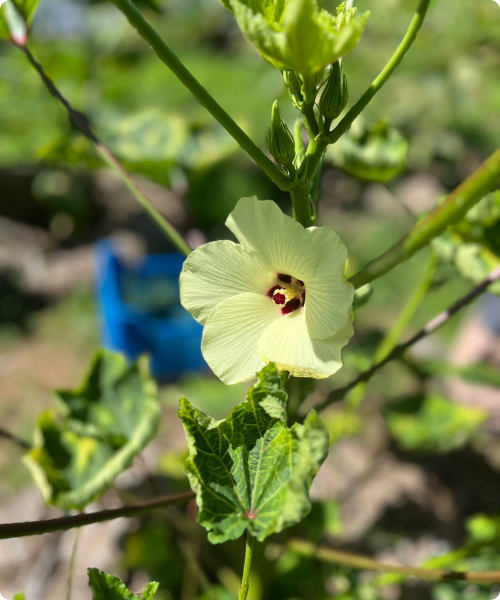 Hibiscus