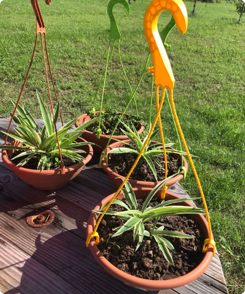 La plante araignée