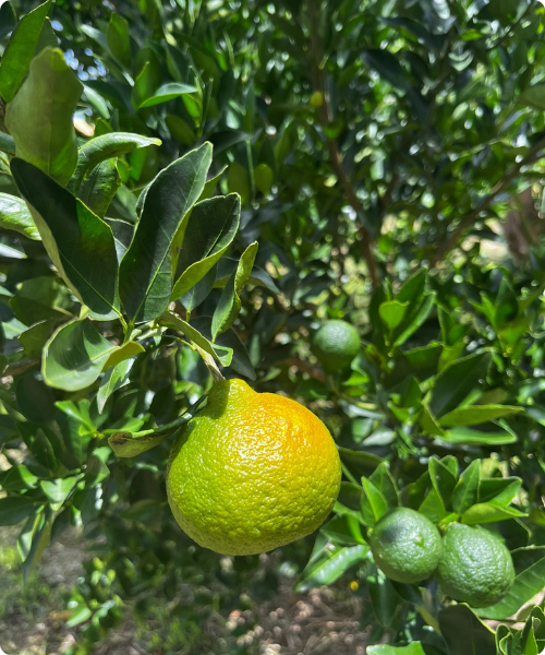 Mandarine