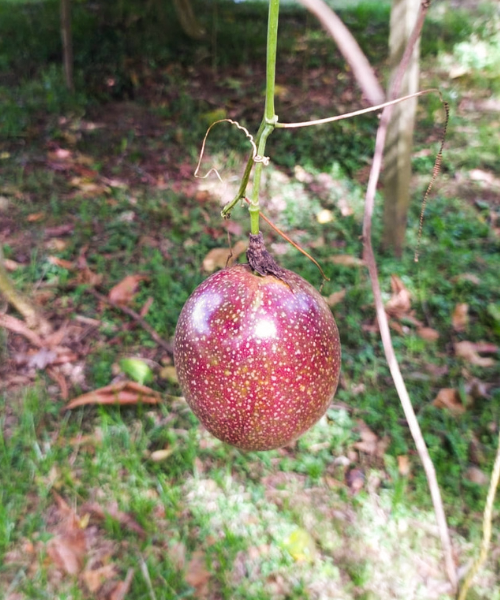 Maracuja