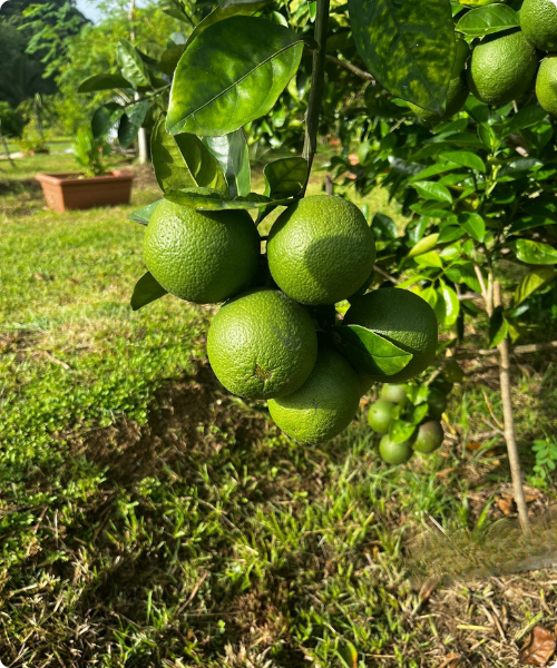 Orange