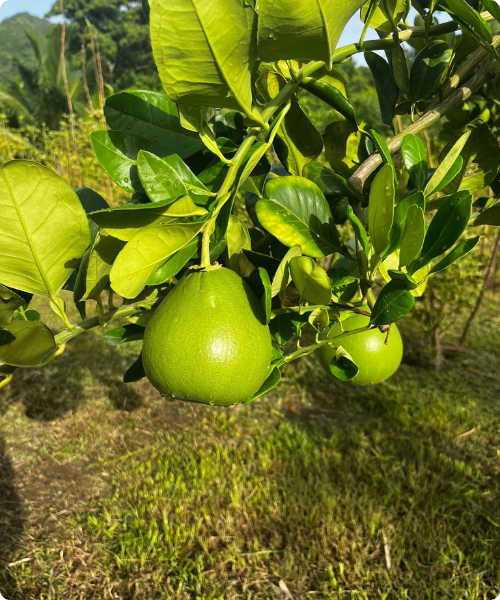 Pomelos à chair rose (Schadeck)