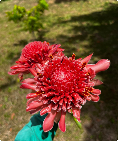 Rose de porcelaine